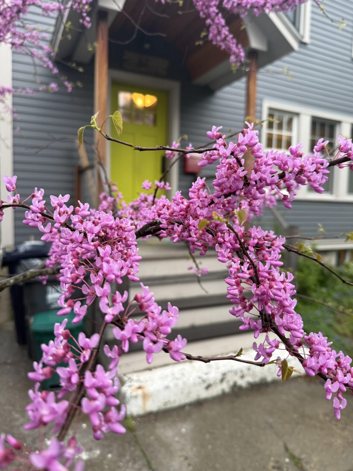 Eastern Rosebud [OC]