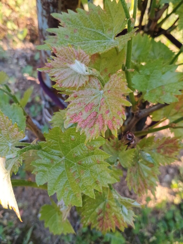 What's wrong with my grape vines?