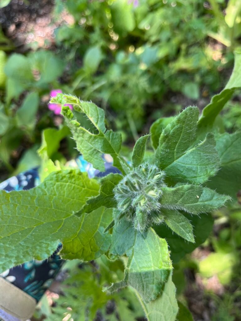 Weed or late bloomer?