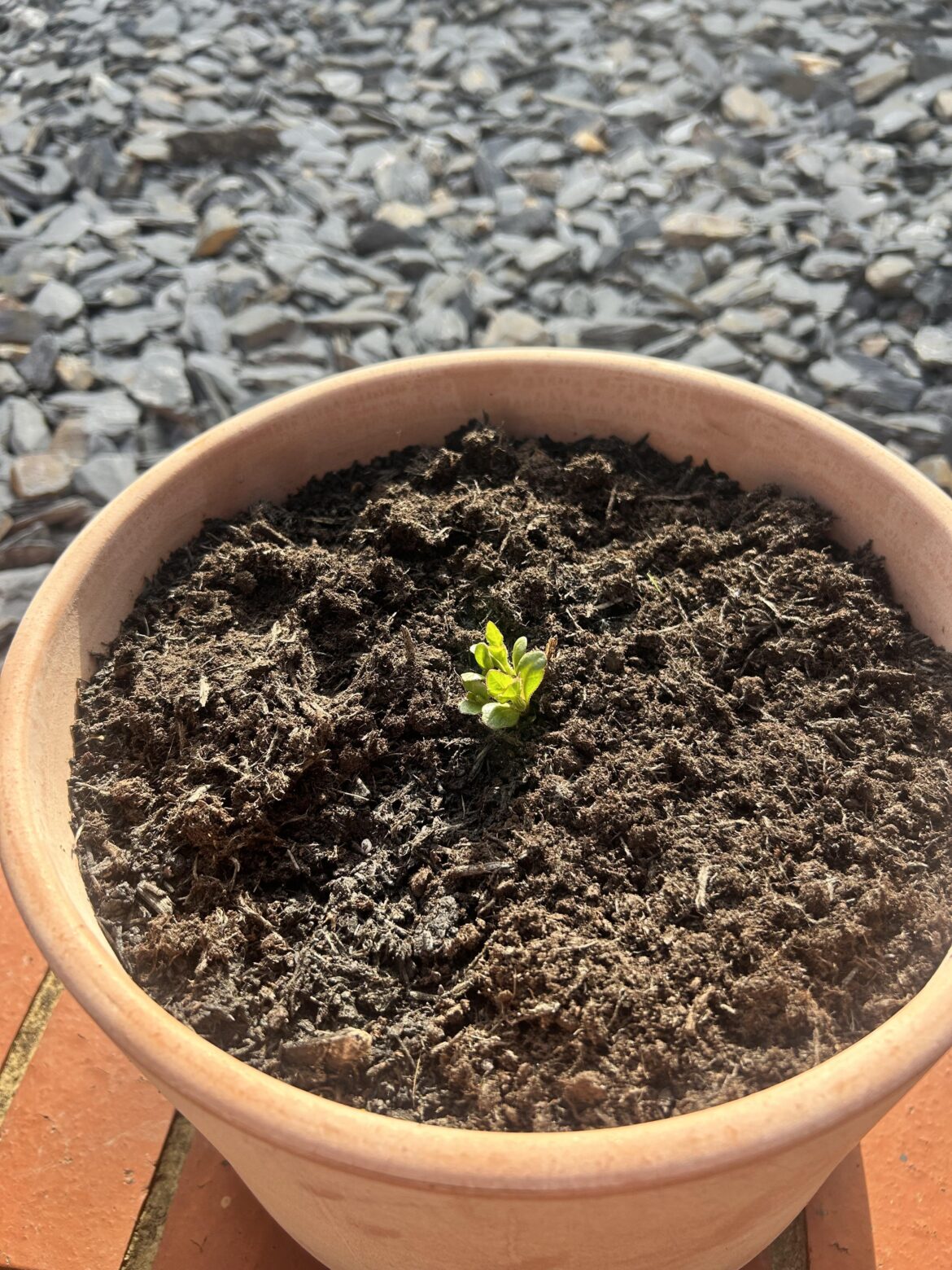 Dahlia shoots