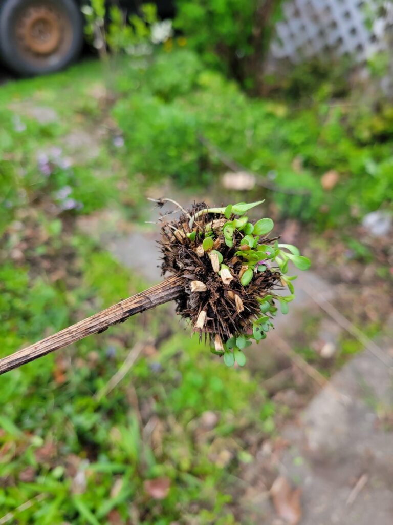 Last year's echinacea