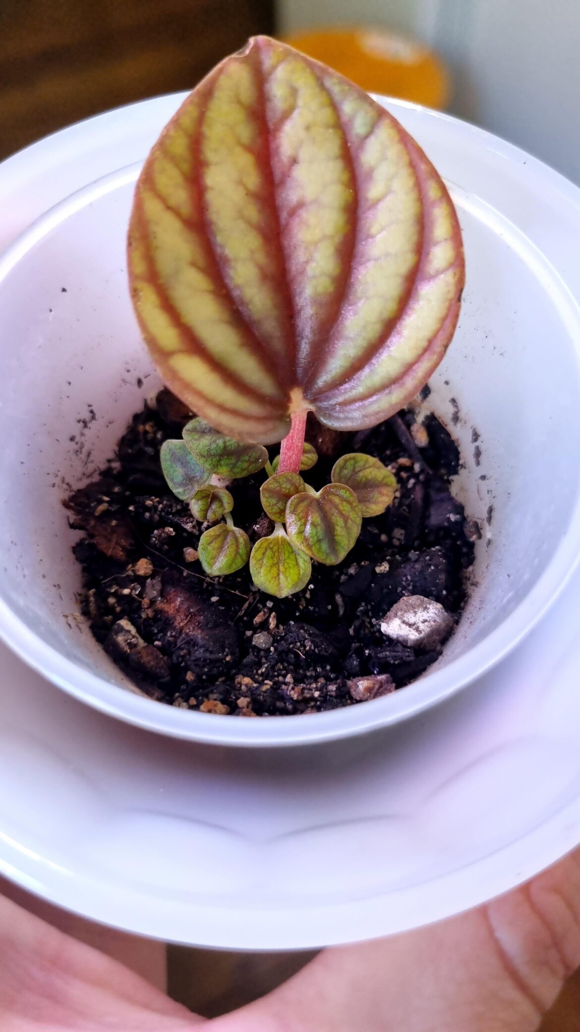 Look at all those tiny leaves!