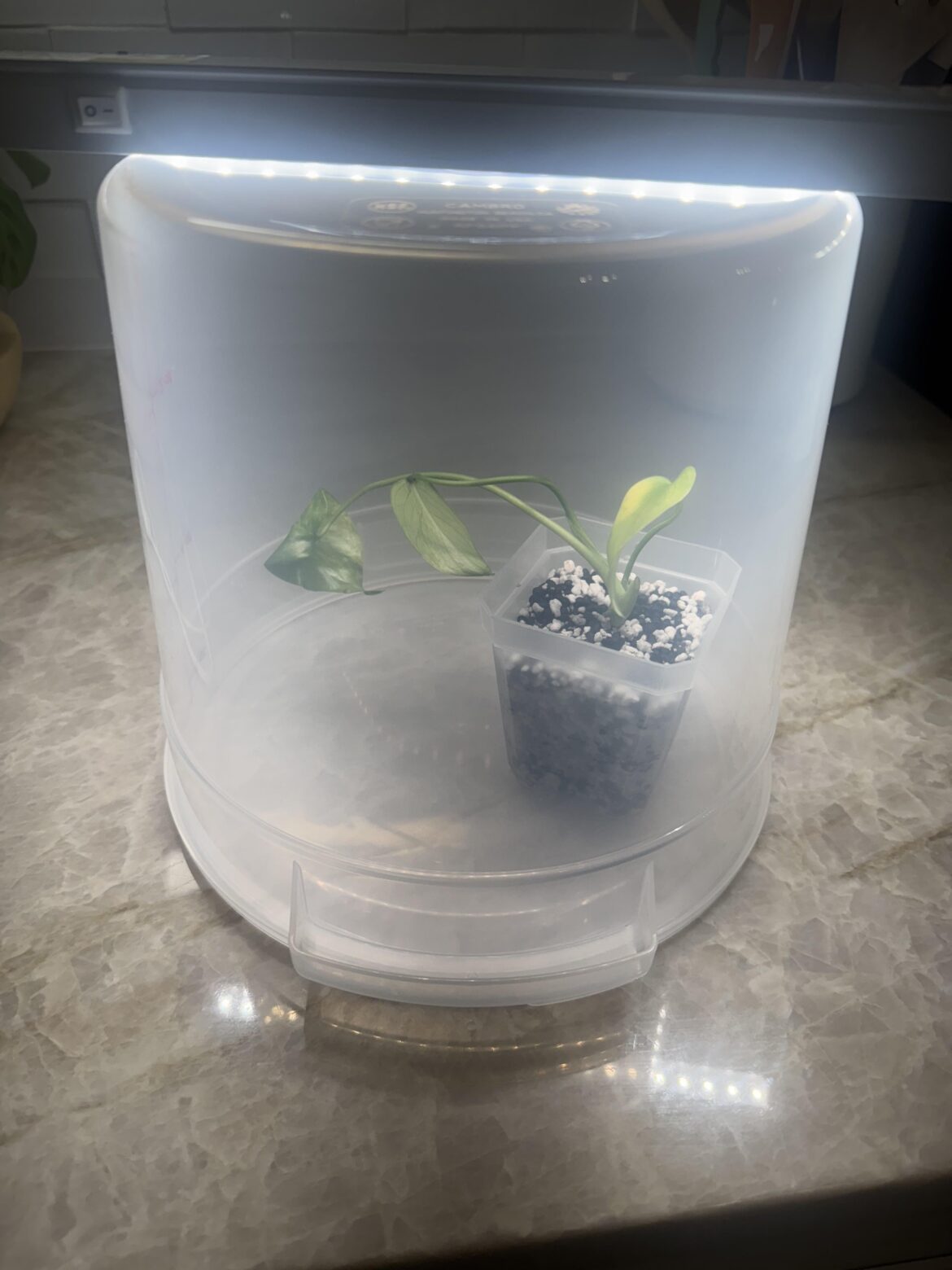 Will this setup work for my yellow Marilyn tc?