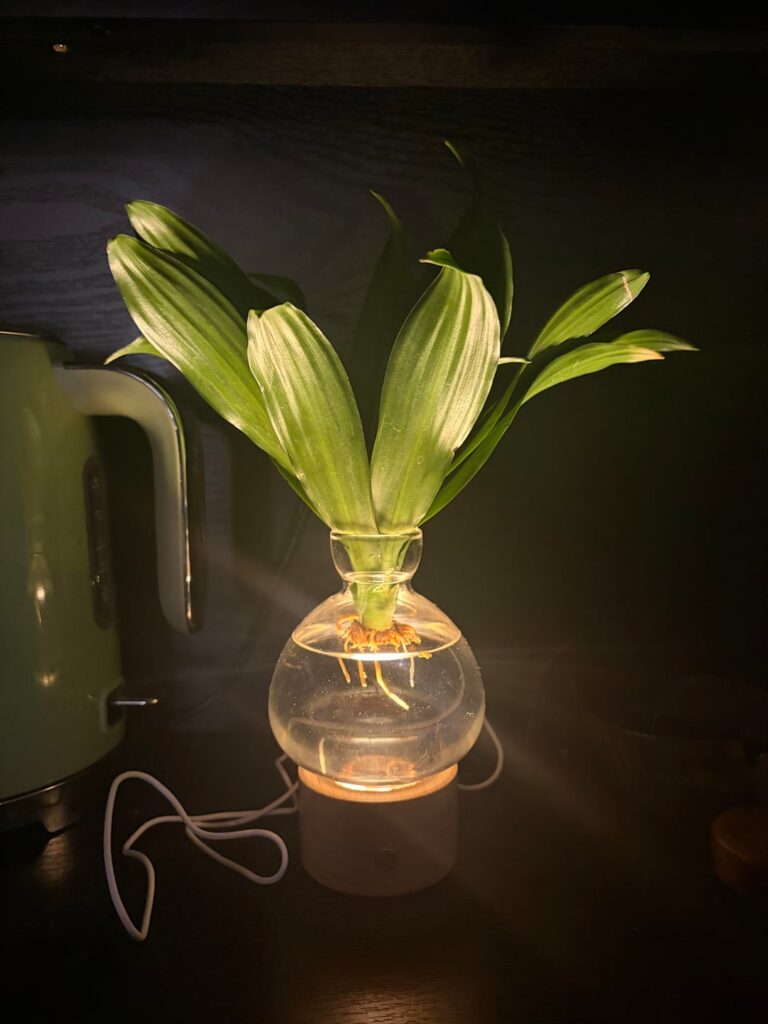 How best to keep this plant?