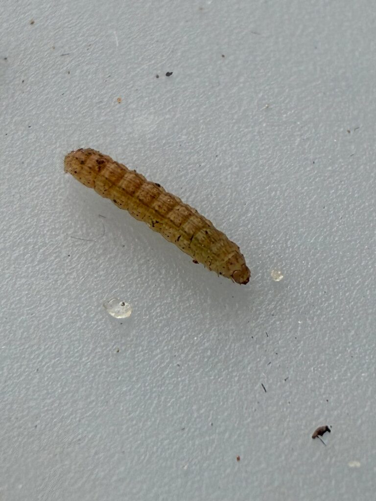 I found this insect chewing on my moss