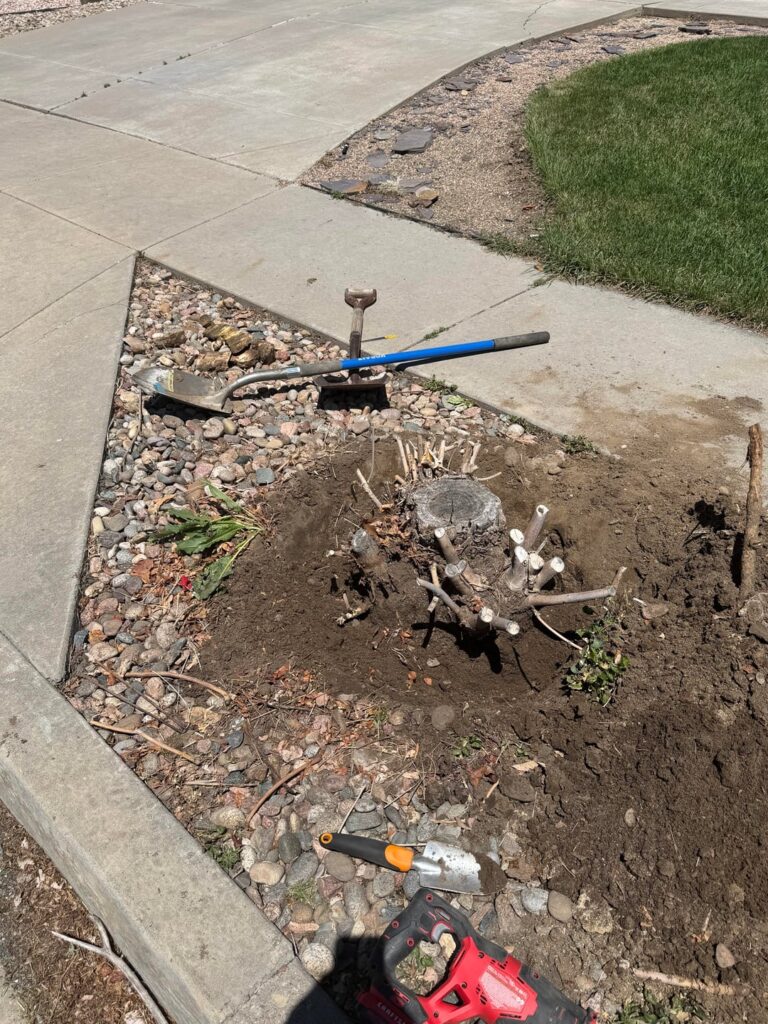 Tree stump removal Tree stump removal