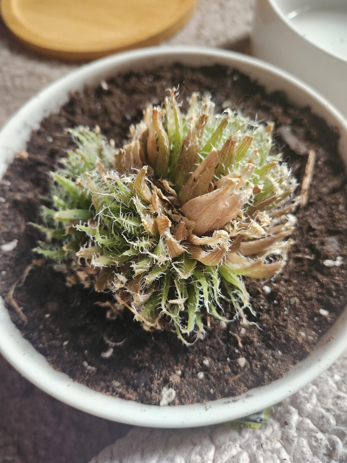 Help how do I repair this Haworthia arachnoidea!! Help how do I repair this Haworthia arachnoidea!!