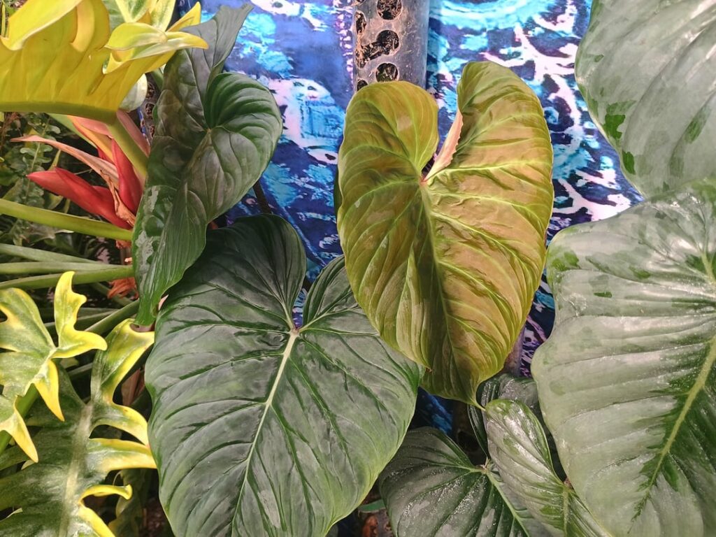 some new growth pics for today : )