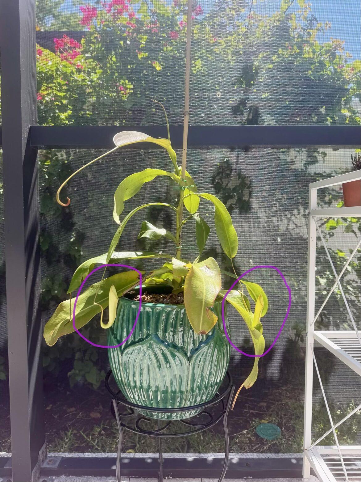 UPDATE – Nepenthes not pitchering- is now growing pitchers UPDATE - Nepenthes not pitchering- is now growing pitchers