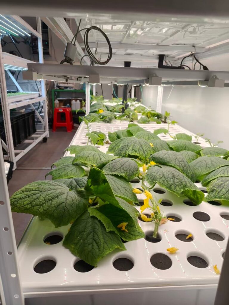 Soilless cultivation, using only misting. My first batch of aeroponic cucumbers is finally ripe! Soilless cultivation, using only misting. My first batch of aeroponic cucumbers is finally ripe!