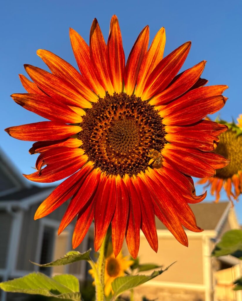 Sunflower season is the best!