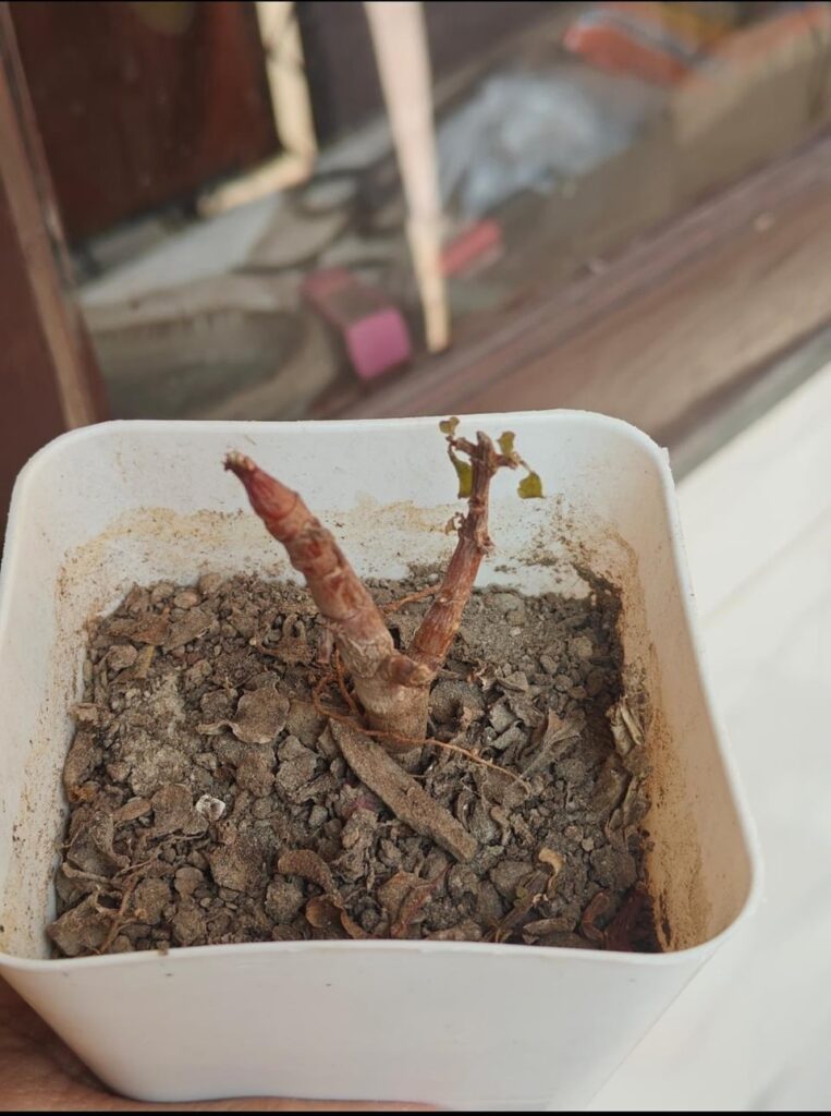 URGENT HELP WITH MY JADE PLANT!!😭 URGENT HELP WITH MY JADE PLANT!!😭