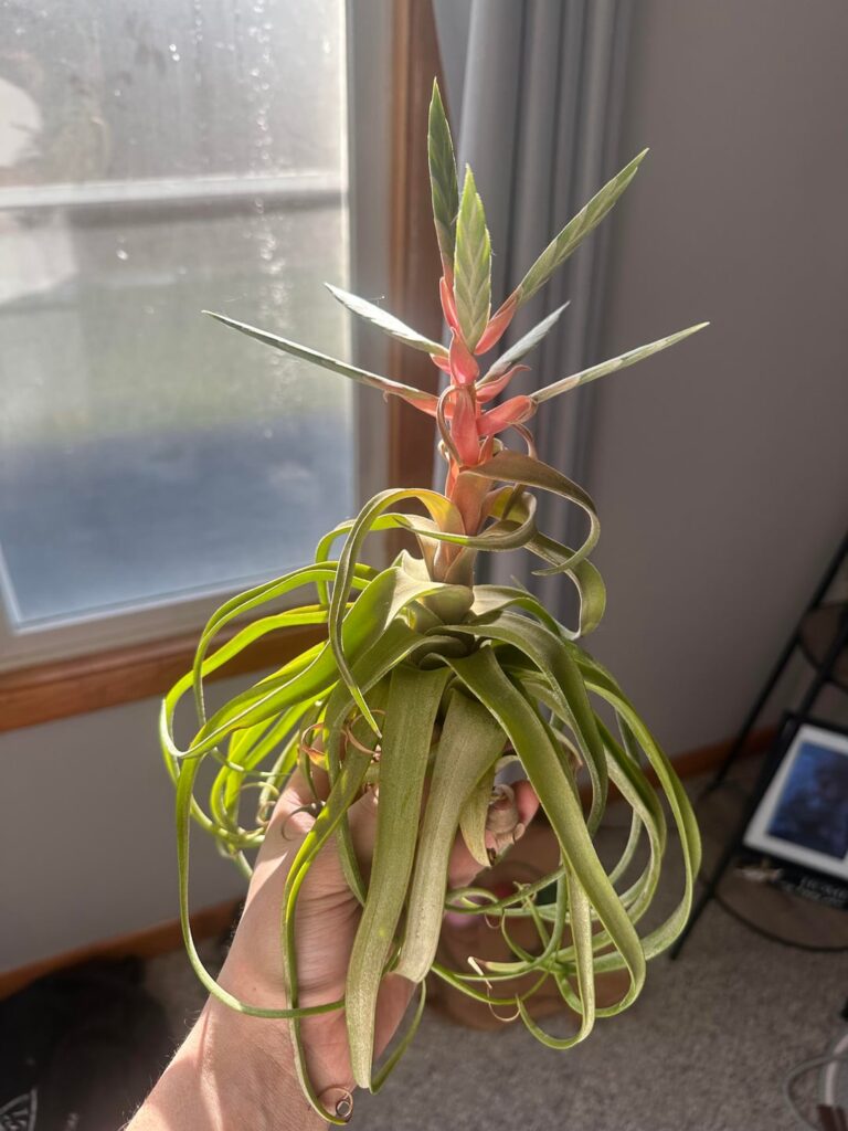My streptophylla’s been like this for months