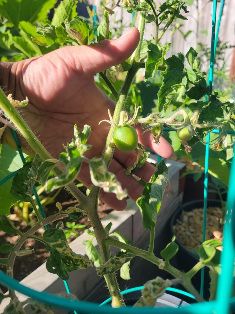 Update on my varigated tomato plant..