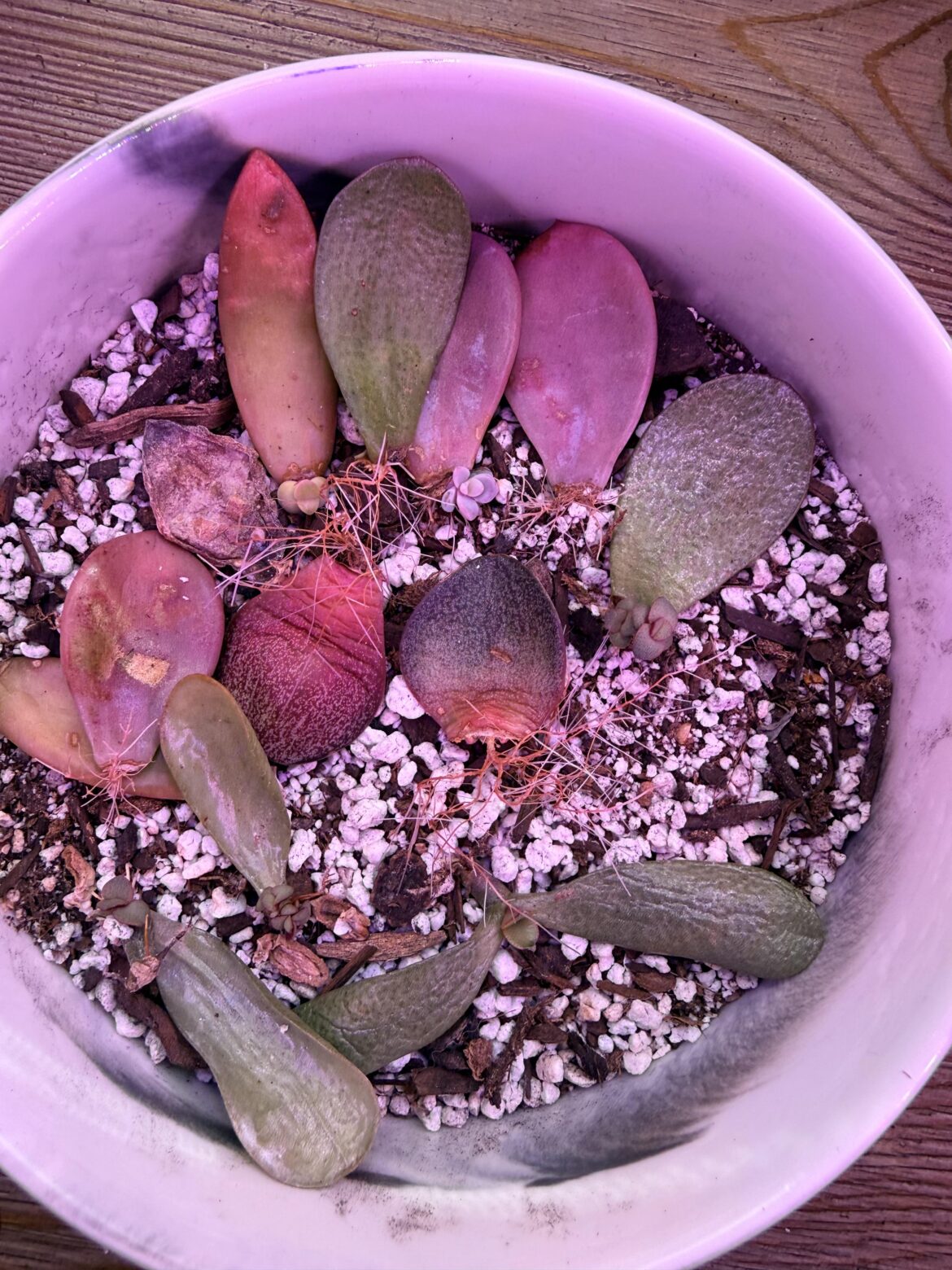 What do you guys do with props that only have roots?