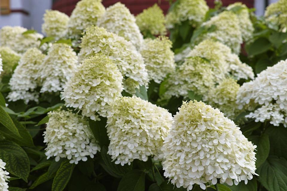 hydrangea paniculata 'limelight' is a deciduous shrub known for its large, cone shaped flower clusters that start as lime green and transition to creamy white and blush pink in the fall. it thrives in full sun to partial shade and is easy to grow, making it a popular choice for gardens.