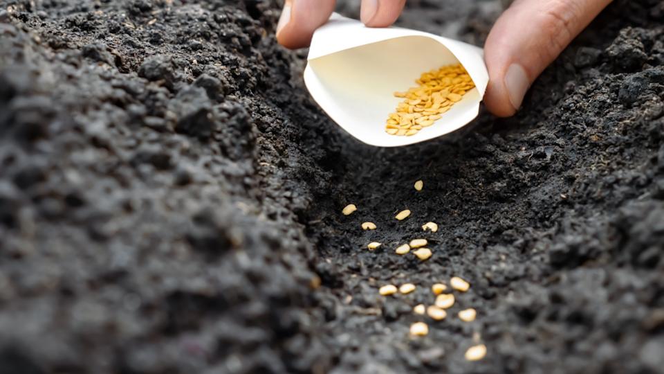 Sowing season planting seed bags. Farmer hand soil sowing seed packet. Farm hand seeds soiled hands gardener gardening soil garden earth ground fertile land. Agriculture farm garden planting vegetable