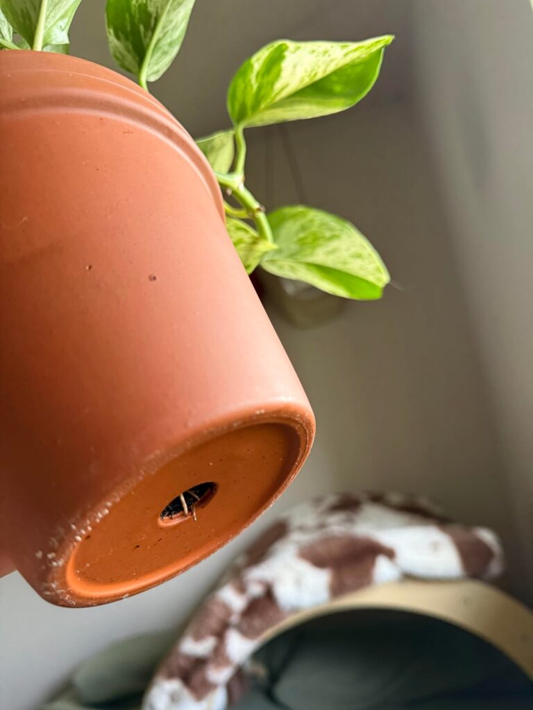 Roots growing out of drainage hole