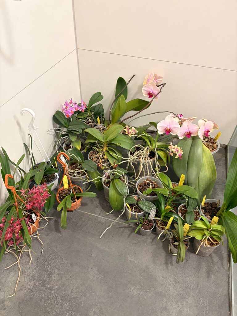 How do you water your Orchids?