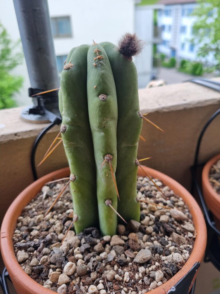 ID please