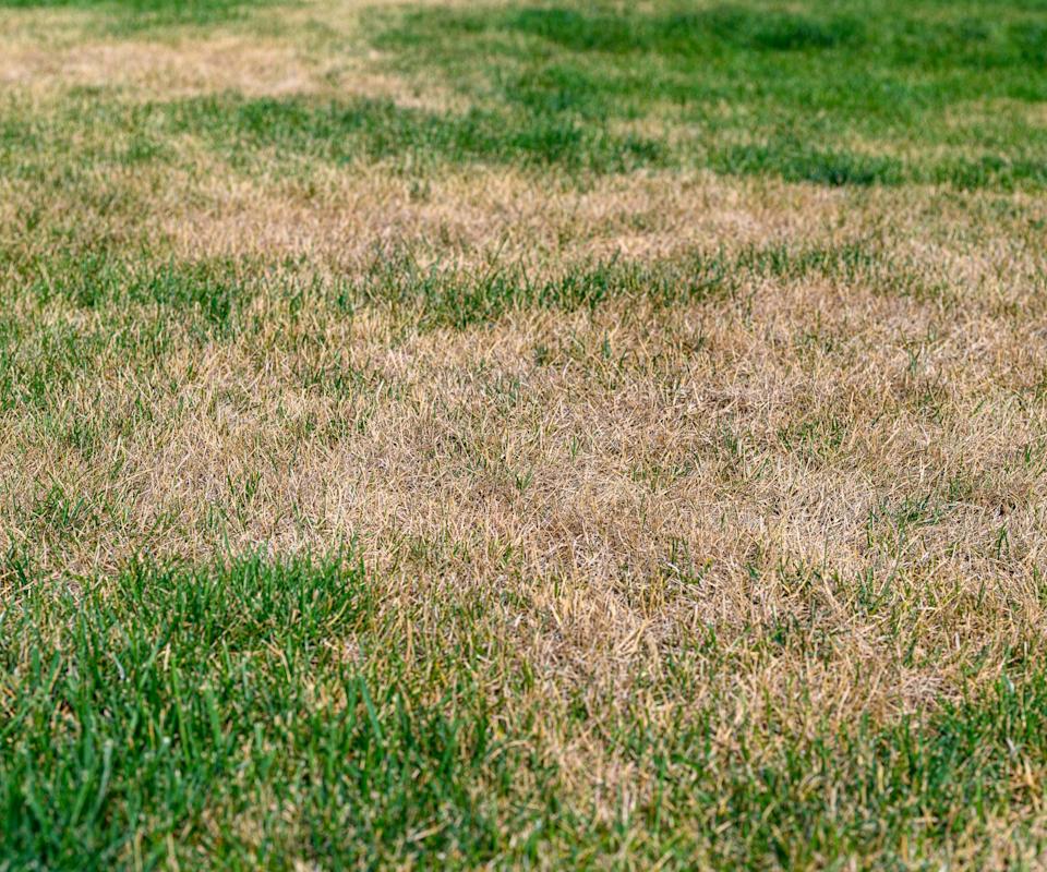 A brown, patchy lawn