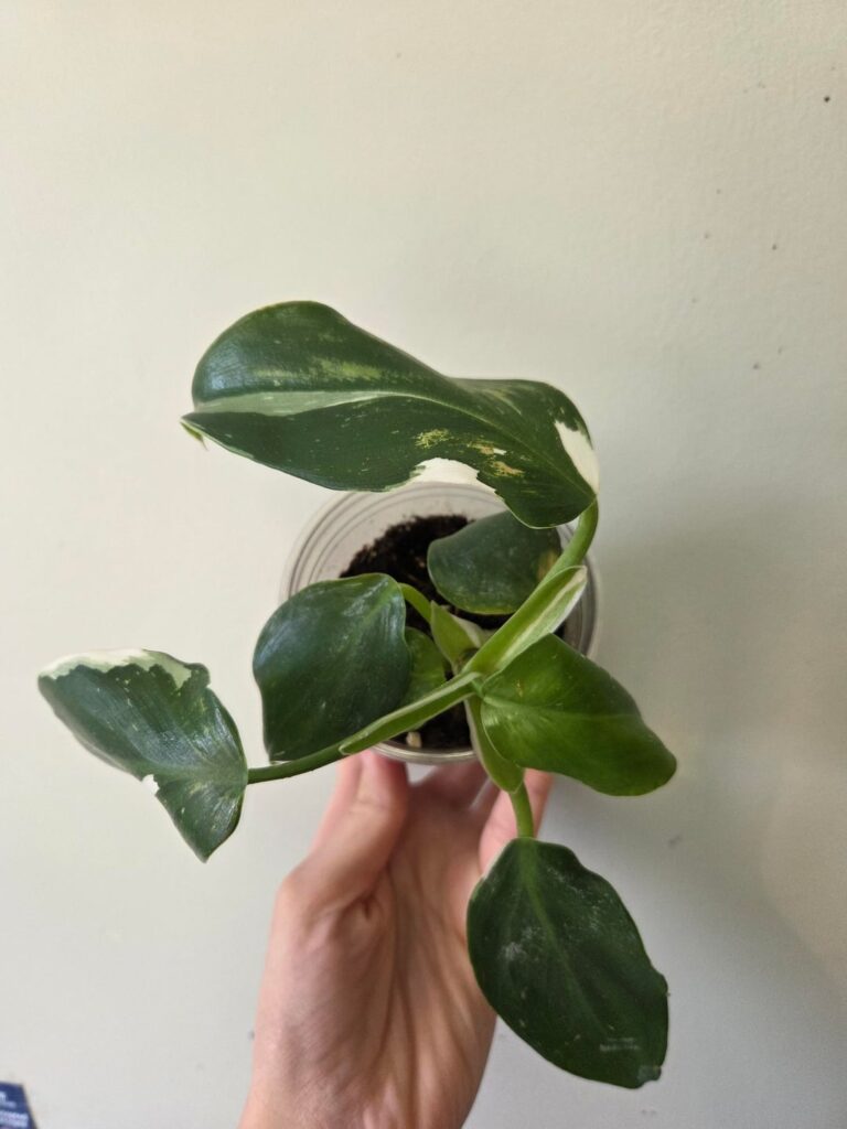ID error ?