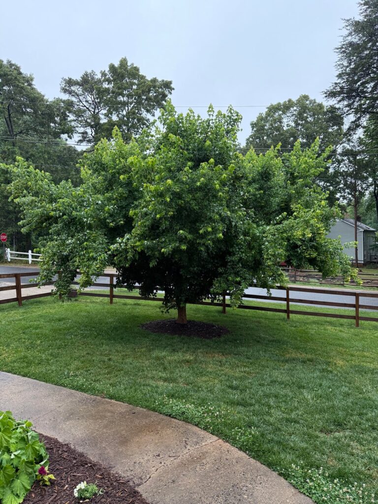 Trimming Overgrown Branches