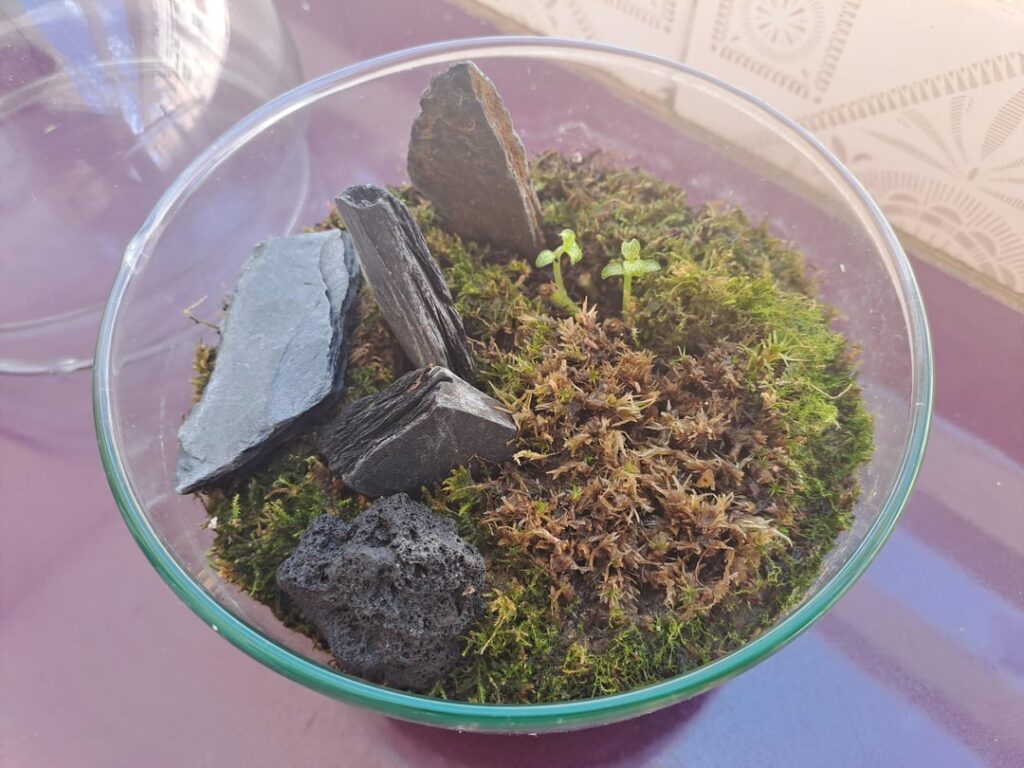 Brown moss in a terrarium – how to fix it? Brown moss in a terrarium - how to fix it?