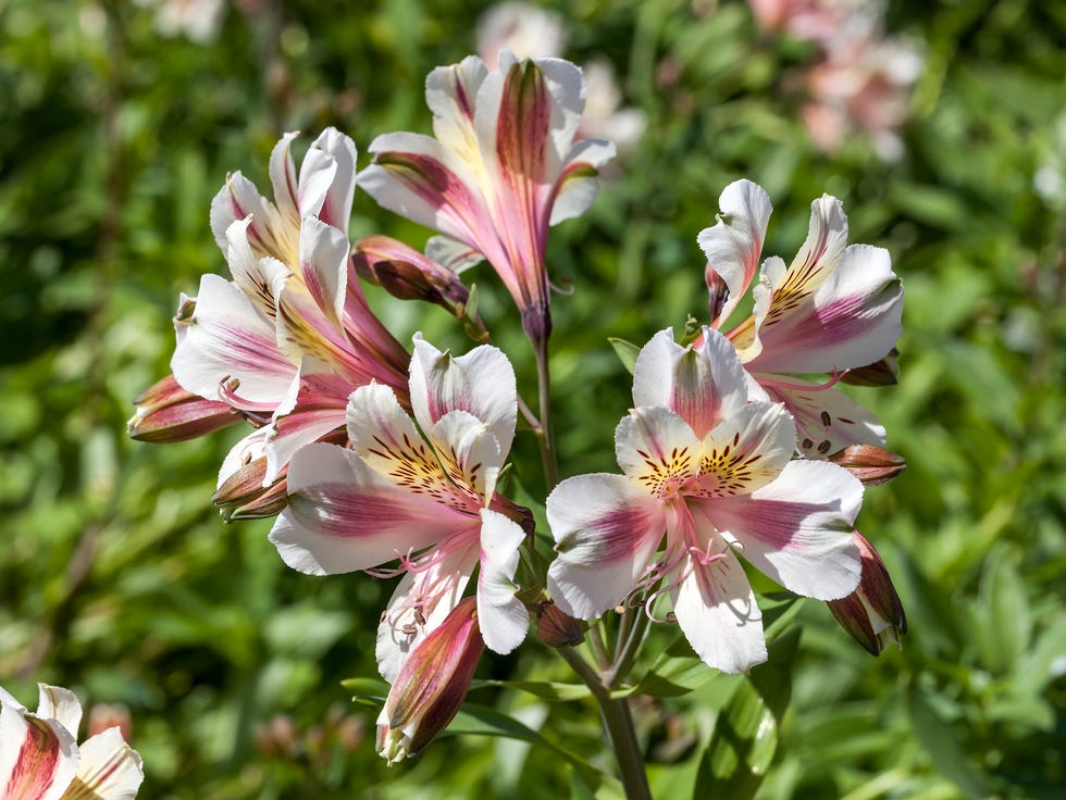 alstroemeria 'blushing bride' also known as peruvian lily