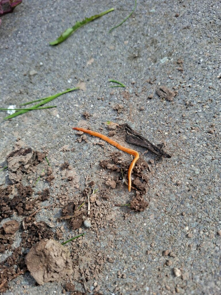 Invasive worm? Do I need to report? Invasive worm? Do I need to report?