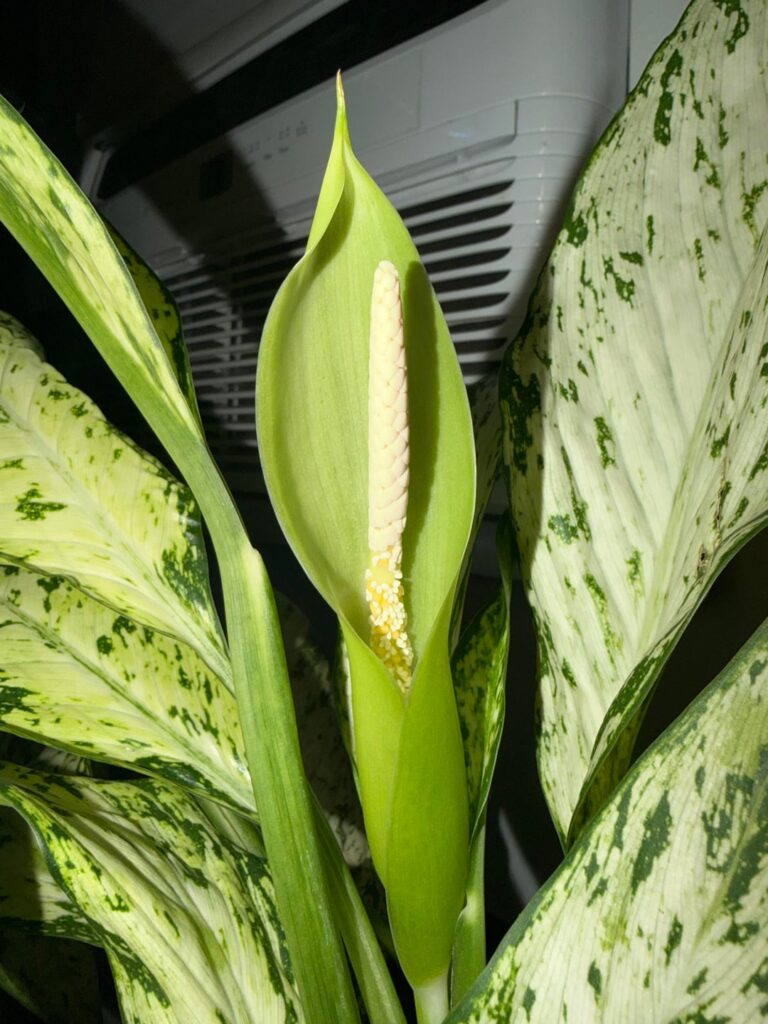 My first Dieffenbachia flower ever.
