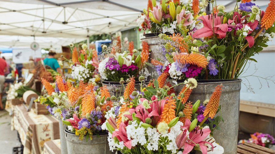 May 16: CCE Annual Master Gardener Plant Sale May 16: CCE Annual Master Gardener Plant Sale