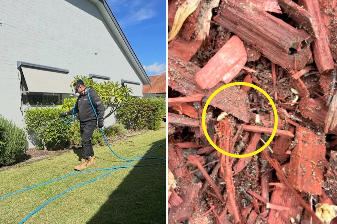 Backyard warning as destructive pest that can destroy Aussie homes hides in plain sight Backyard warning as destructive pest that can destroy Aussie homes hides in plain sight