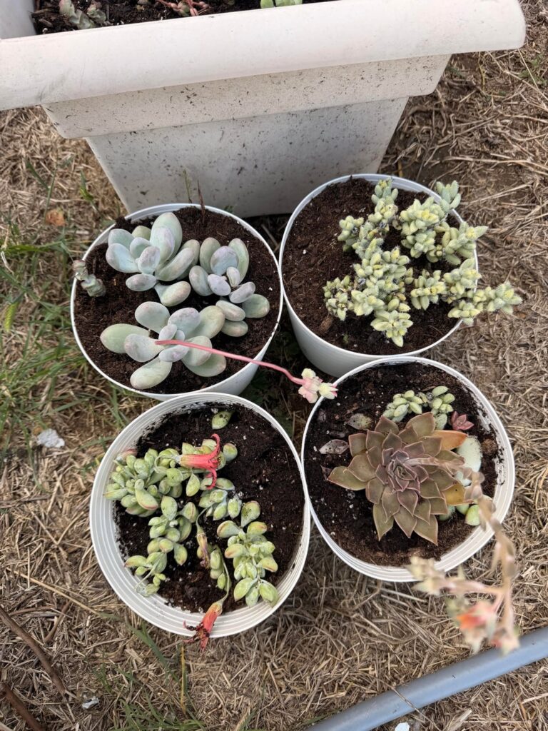 my new babies