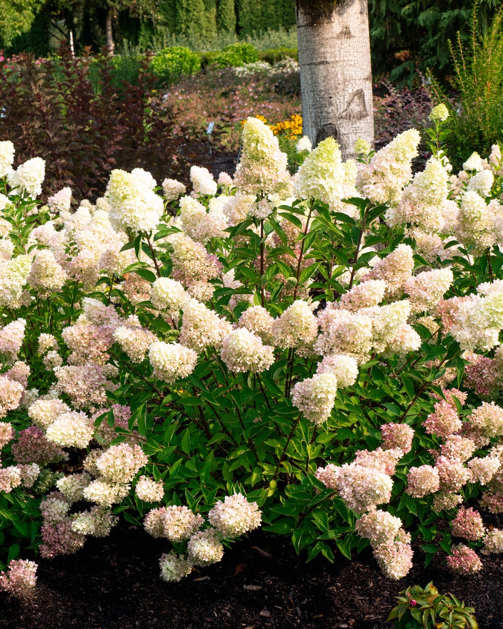 Hydrangea flowers in bloom in a garden setting. Hydrangea flowers in bloom in a garden setting.