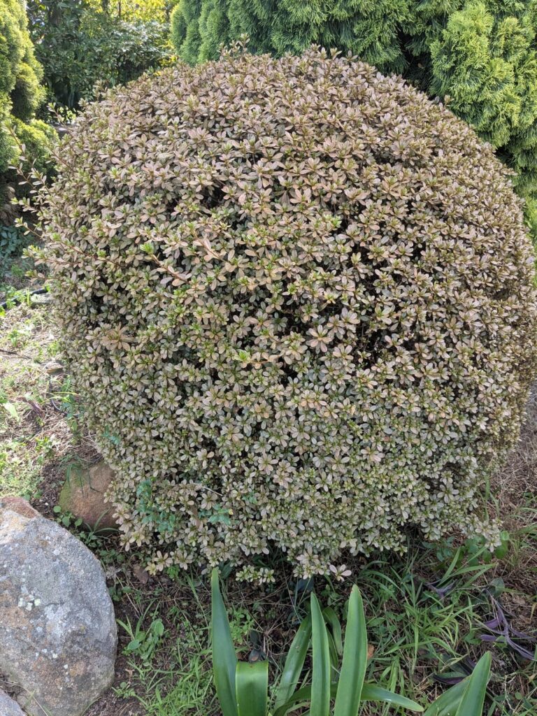 Is this caused by Lace bug?