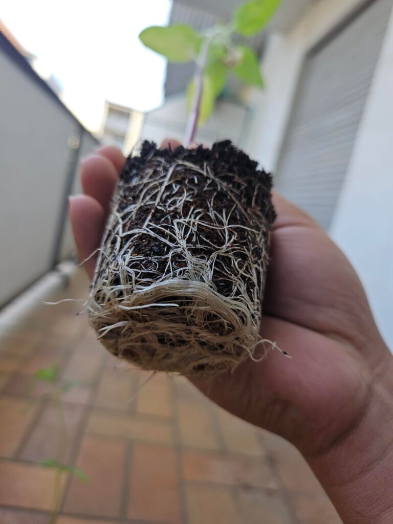 Is this pot too big for my sunflower?