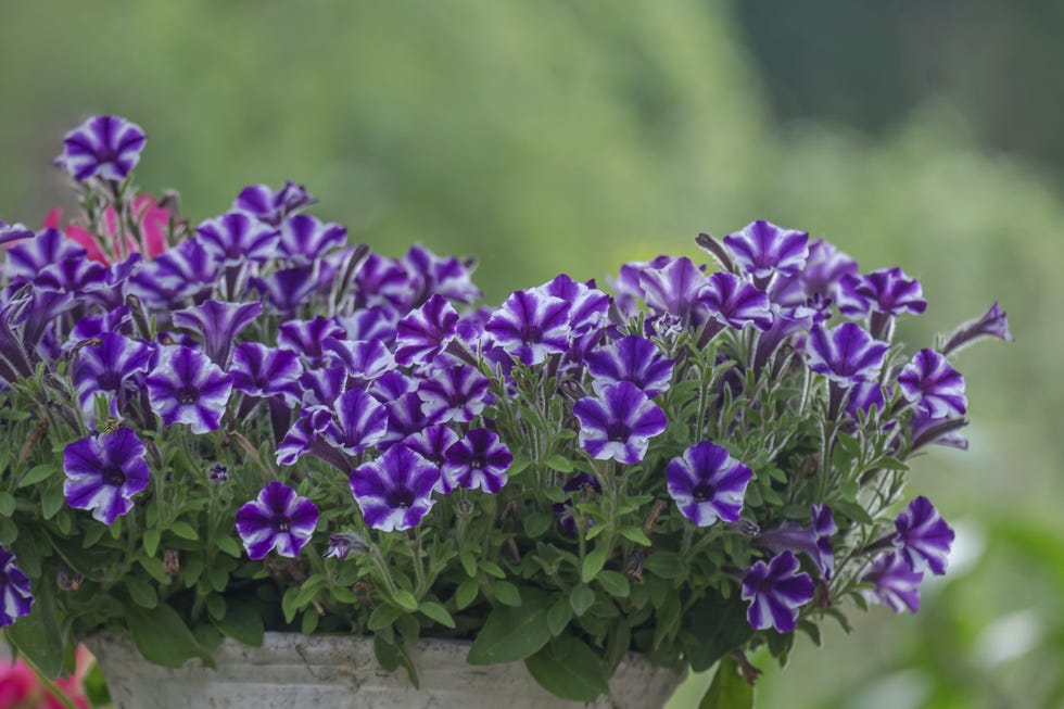 Petunias in a flower box, North Rhine-Westphalia, Germany Petunias in a flower box, North Rhine-Westphalia, Germany