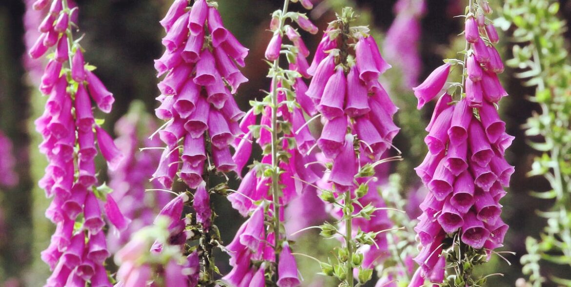 10 Vibrant Flowers To Plant In May For A Summer Garden Full of Colour, Including Sunflowers 10 Vibrant Flowers To Plant In May For A Summer Garden Full of Colour, Including Sunflowers