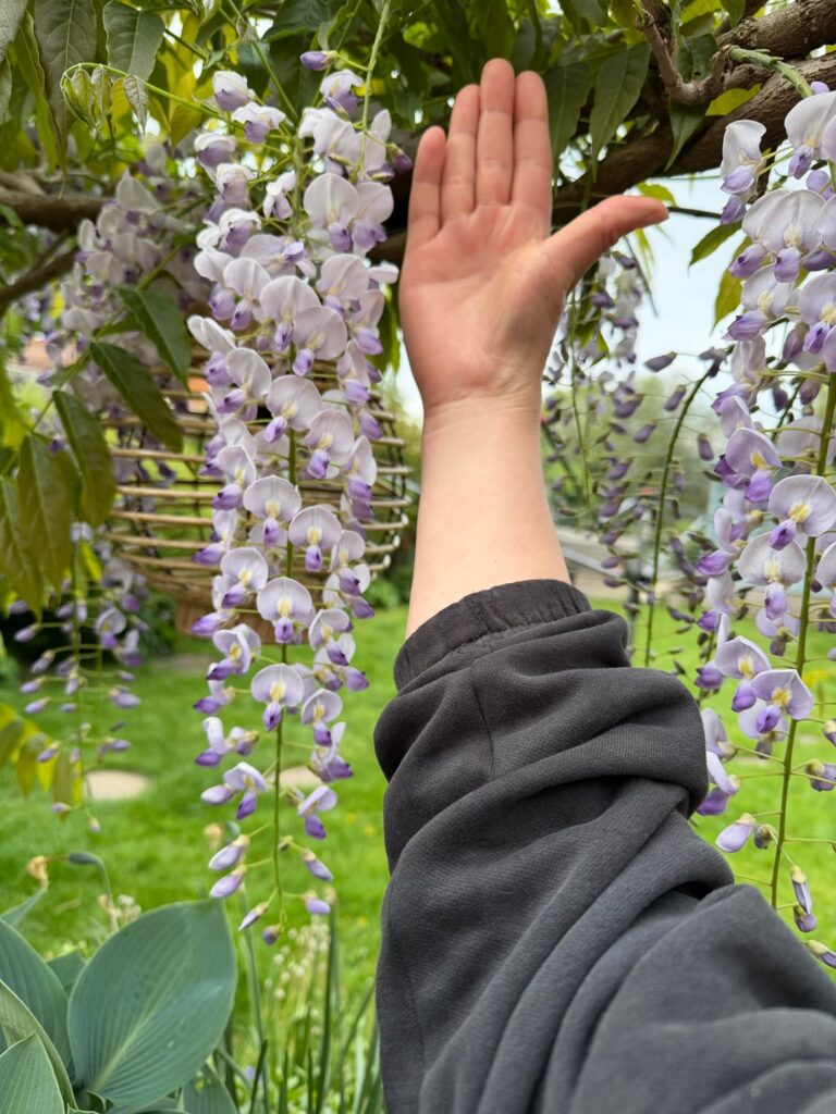 Best the wisteria has ever looked!
