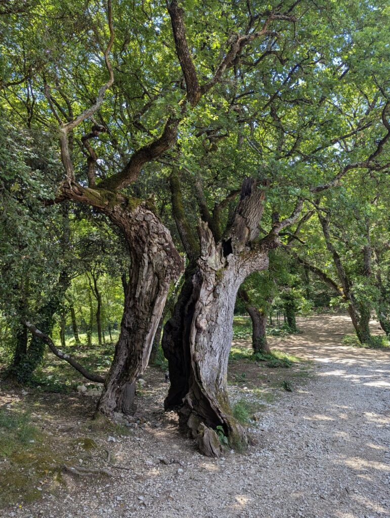 How come this tree is still alive?