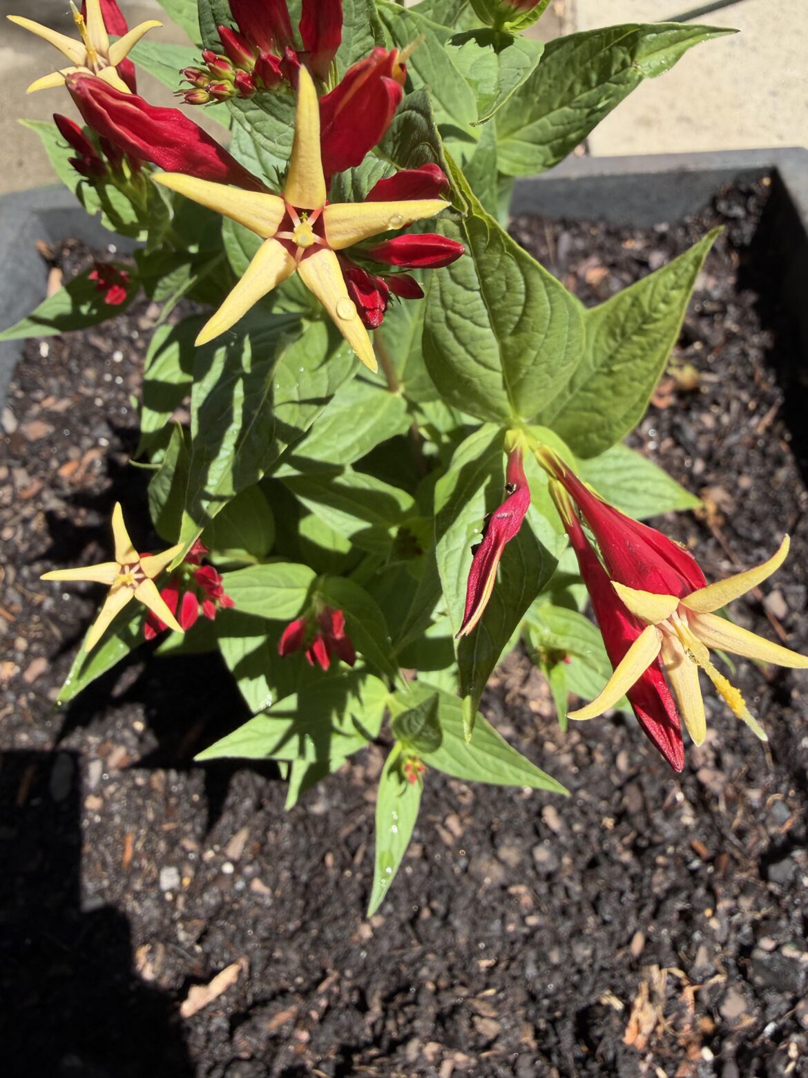 Spigelia (Little Redhead)