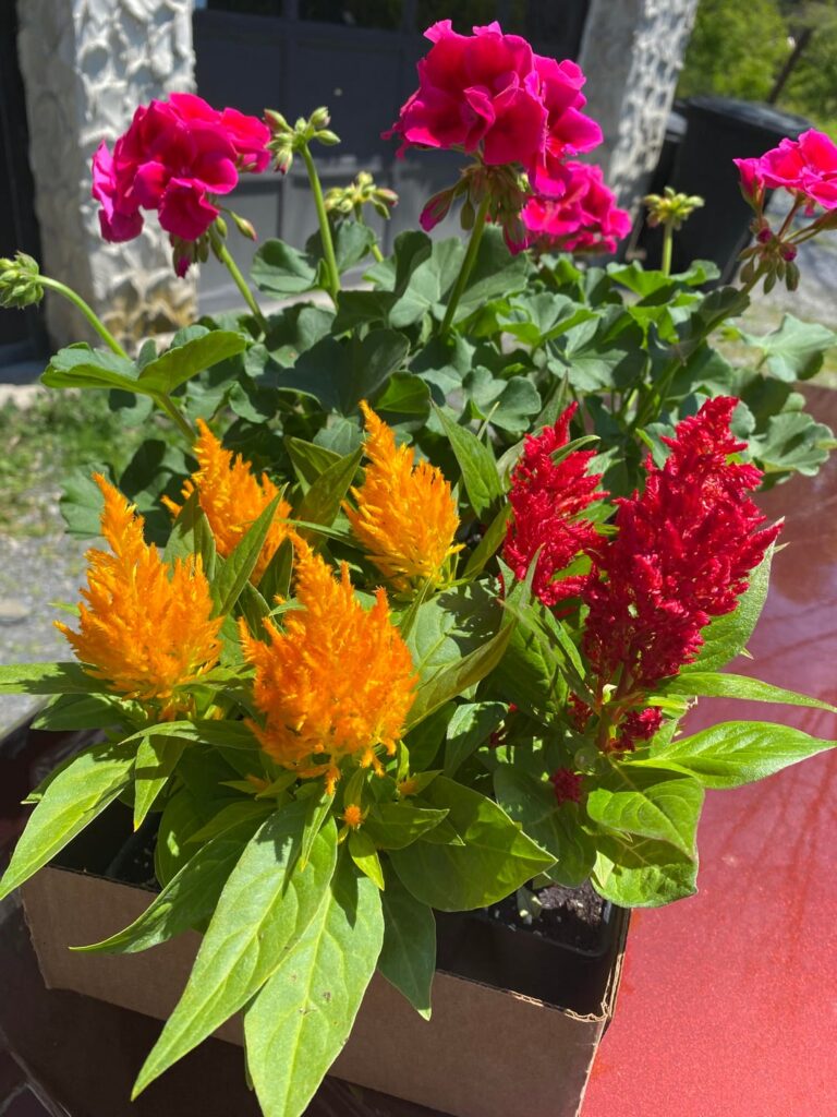 Bought myself some flowers