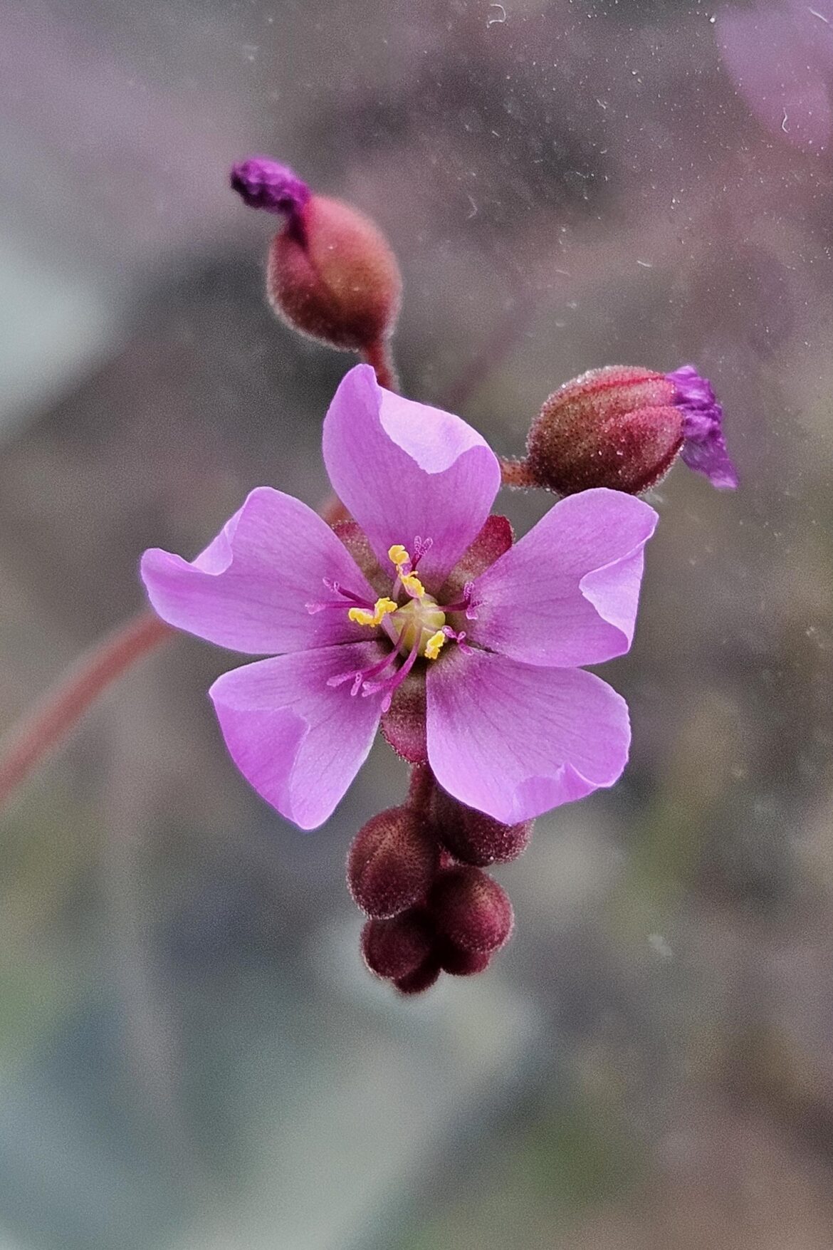 Drosera Aliciae  - Pink Blossom