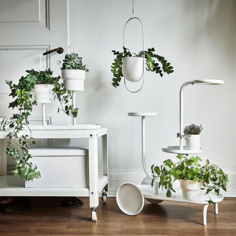 Chilistrån Hanging Planter