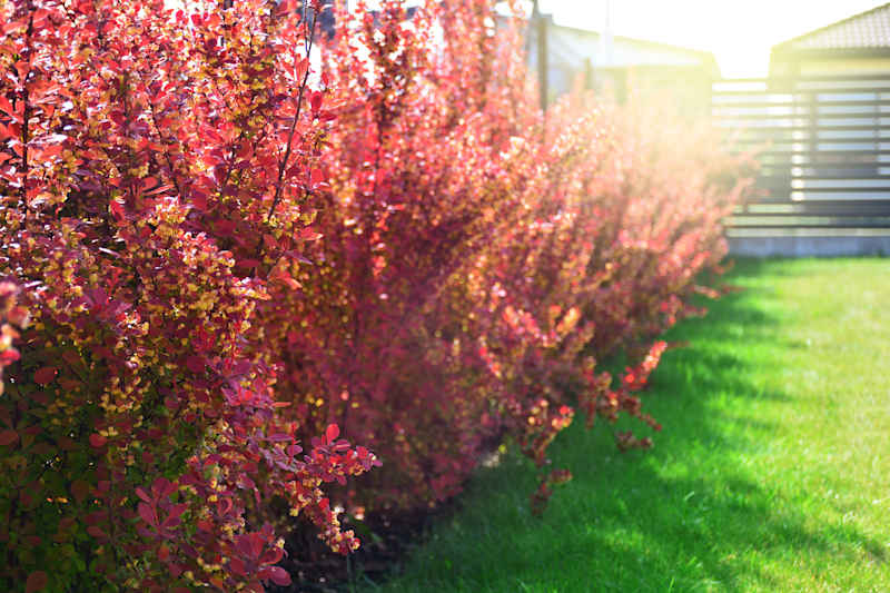 Red barberry bushes in a backyard