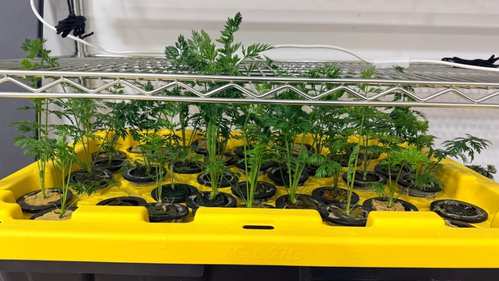 Carrot update