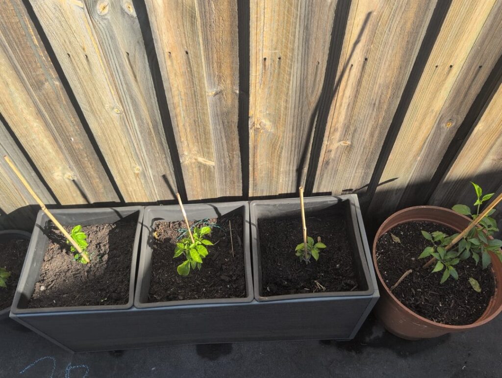 how should i prepare my chilies for Melbourne’s winter? how should i prepare my chilies for Melbourne's winter?