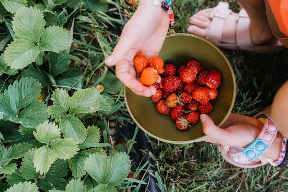 child picking strawberries
