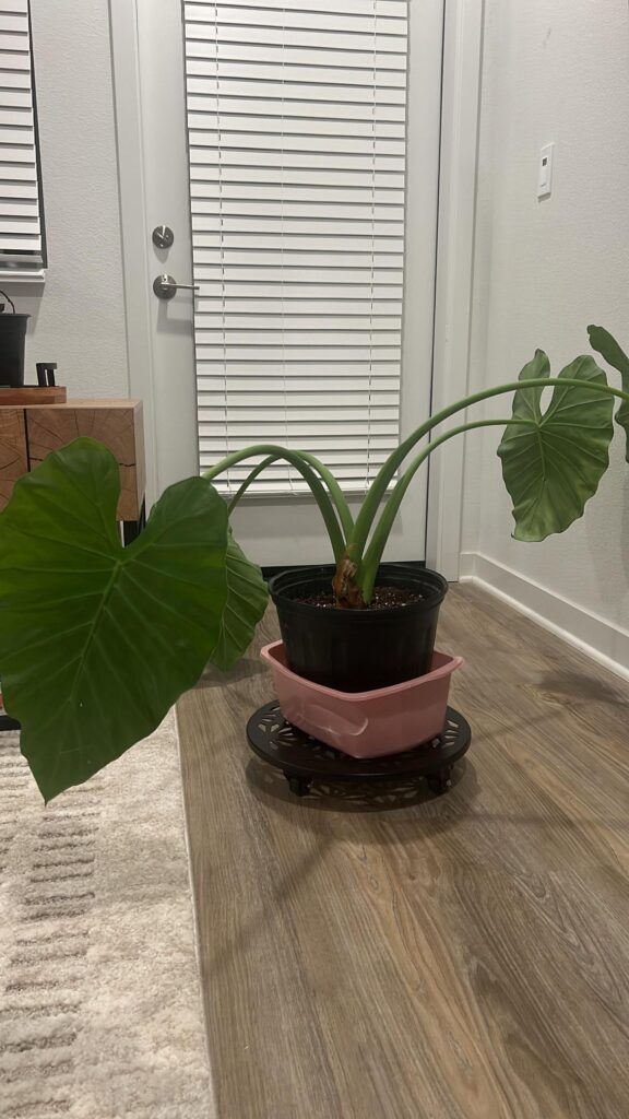 Elephant ears drooping Elephant ears drooping